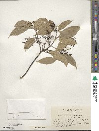 Ocotea acutifolia image