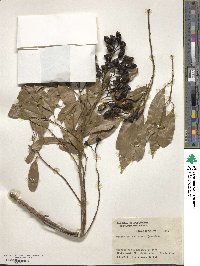 Ocotea acutifolia image