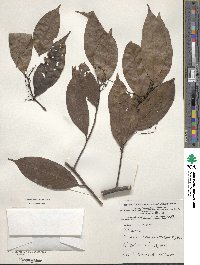 Ocotea leptobotra image