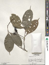 Ocotea leptobotra image