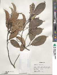 Ocotea leptobotra image