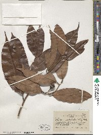 Ocotea aciphylla image