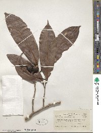 Ocotea aciphylla image