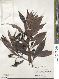 Ocotea oblonga subsp. cuprea image