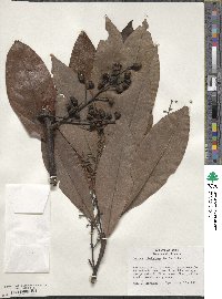 Image of Ocotea dielsiana