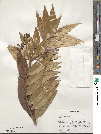 Ocotea guianensis image