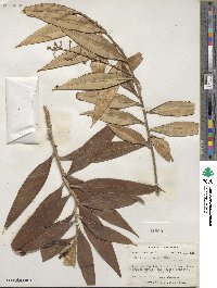 Ocotea guianensis image