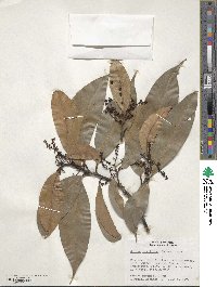 Ocotea pauciflora image