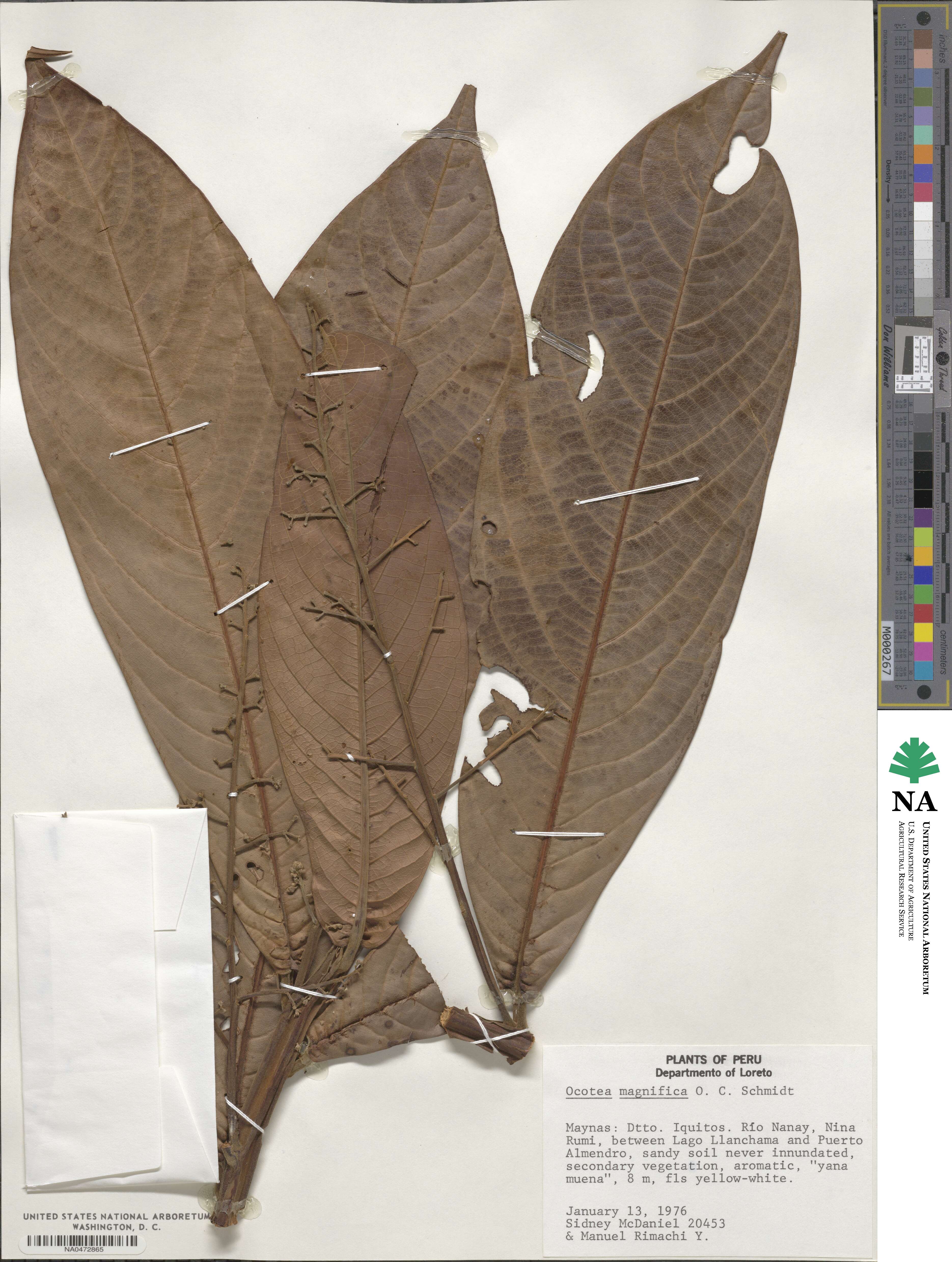 Ocotea glomerata image