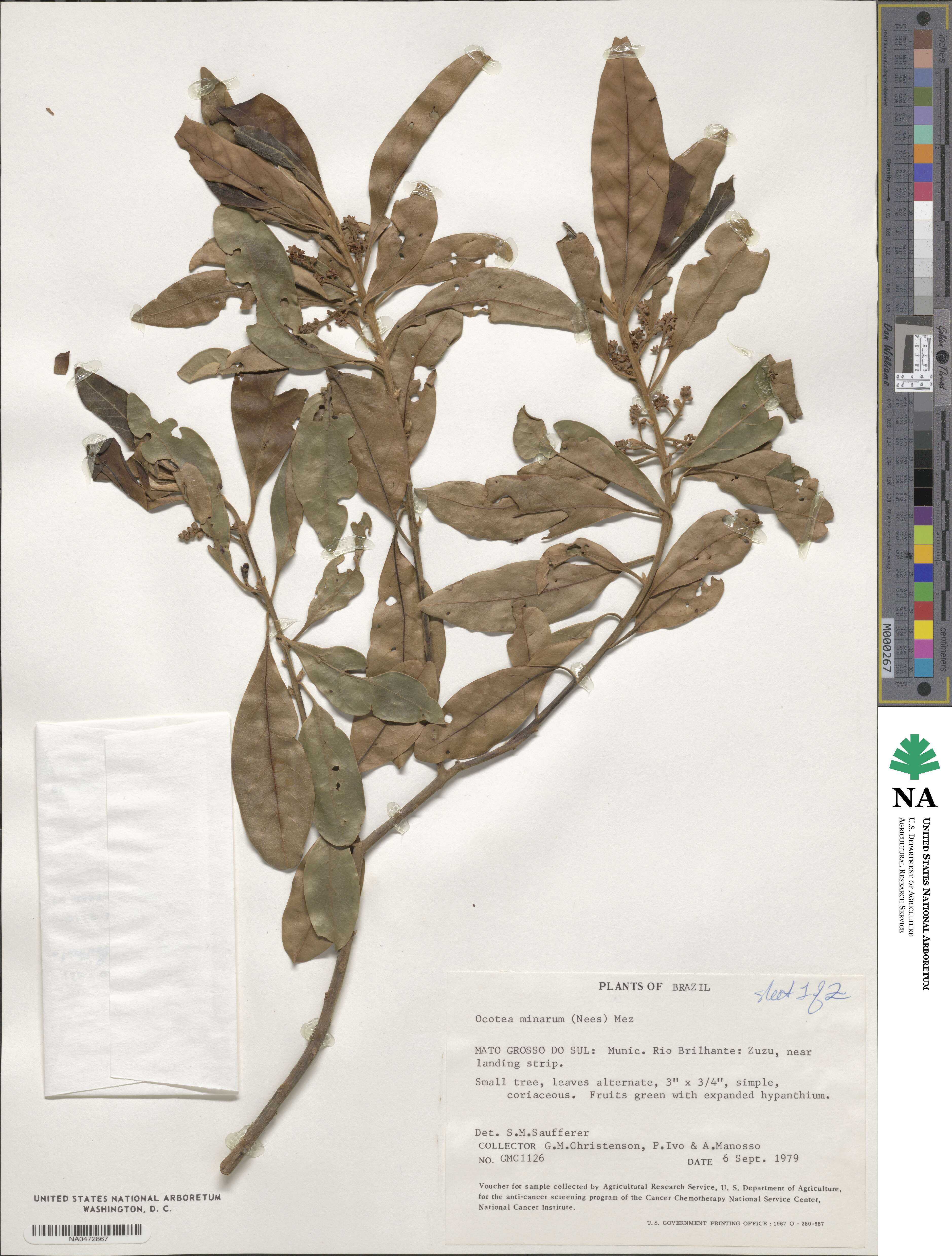 Ocotea minarum image