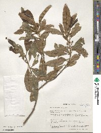 Ocotea minarum image