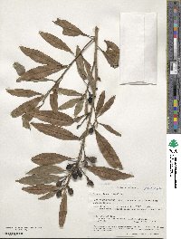 Ocotea minarum image