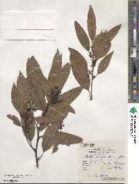 Ocotea minarum image