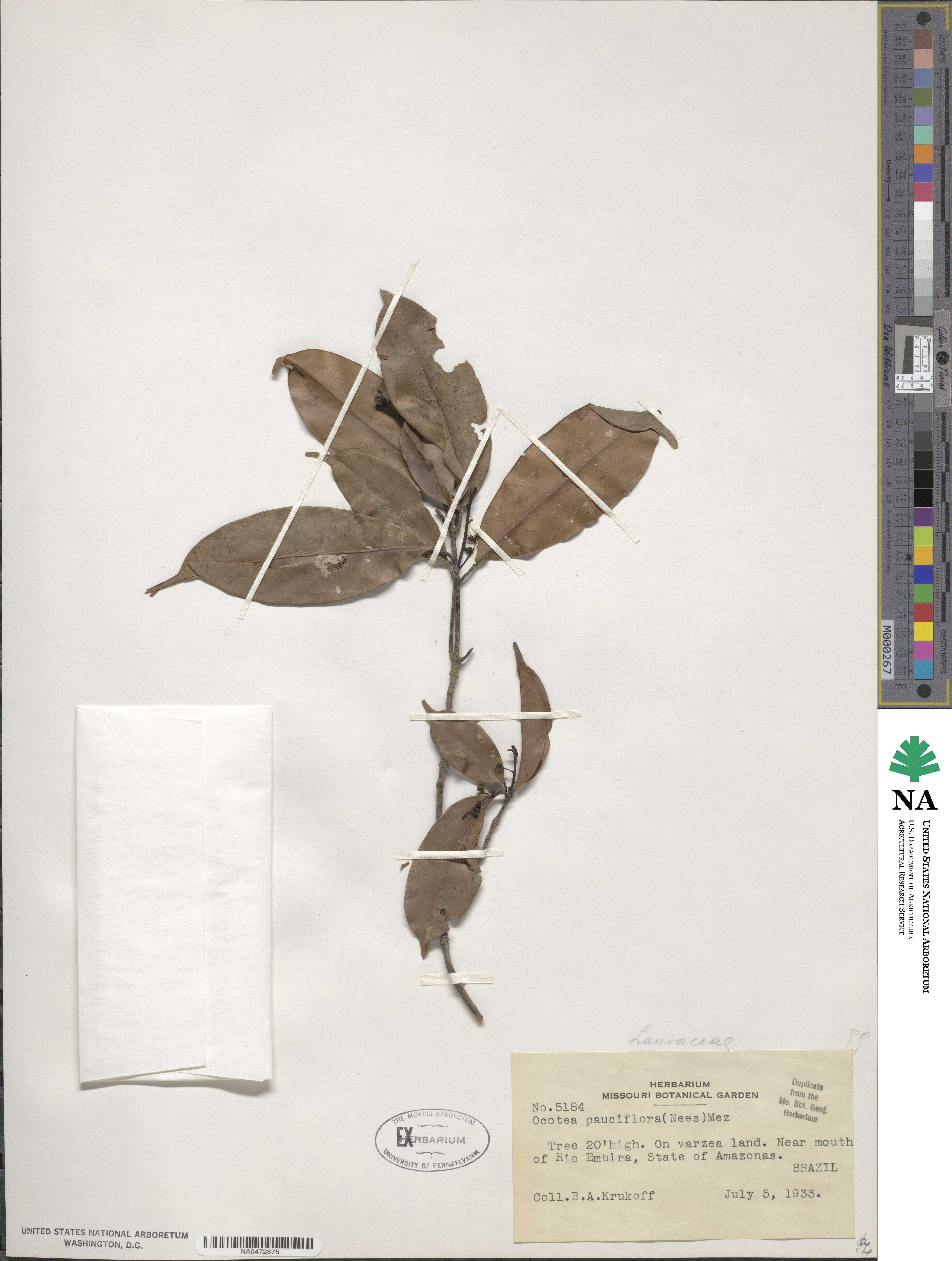 Ocotea pauciflora image