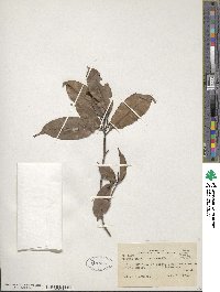 Ocotea pauciflora image