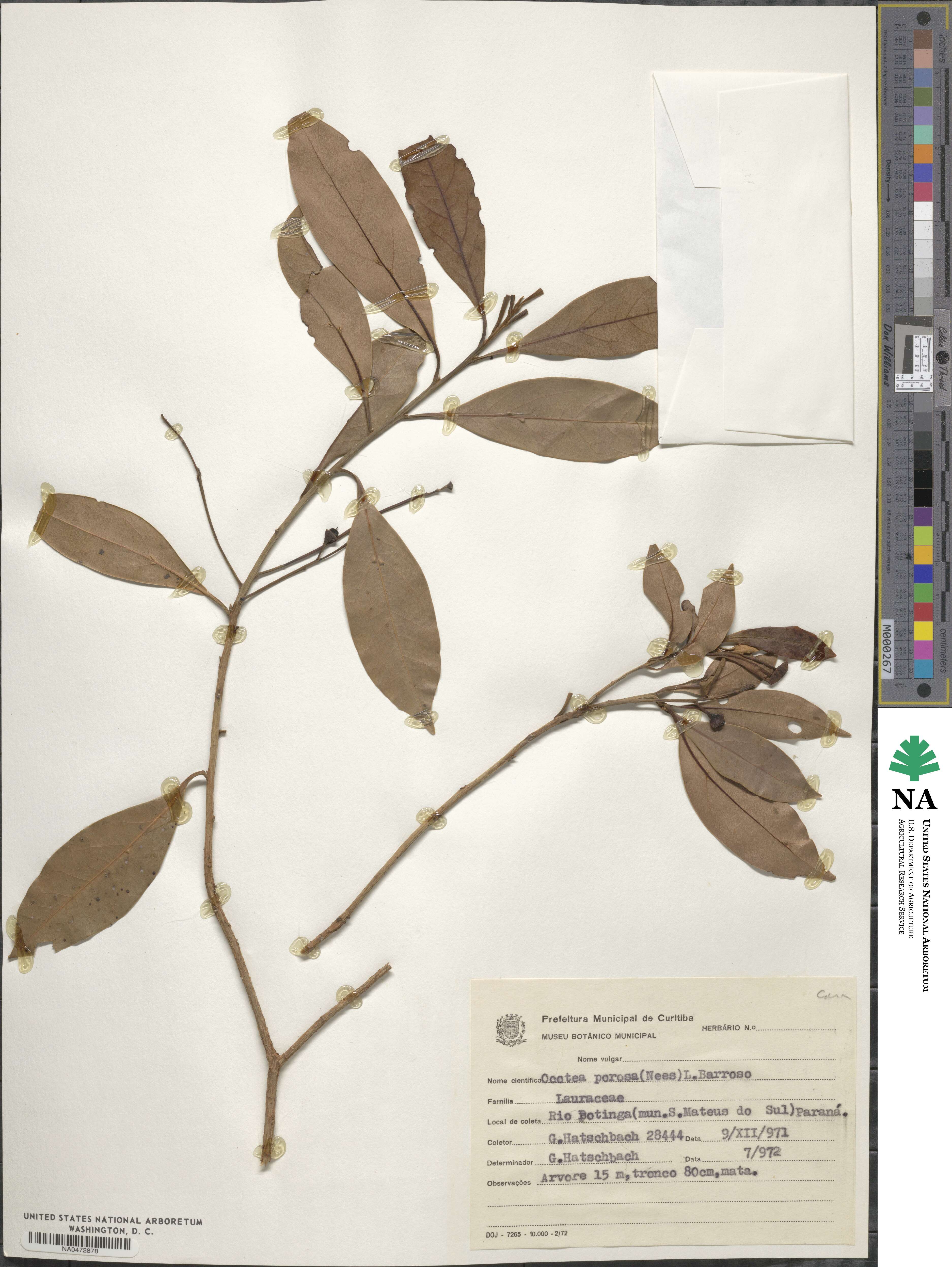 Ocotea image