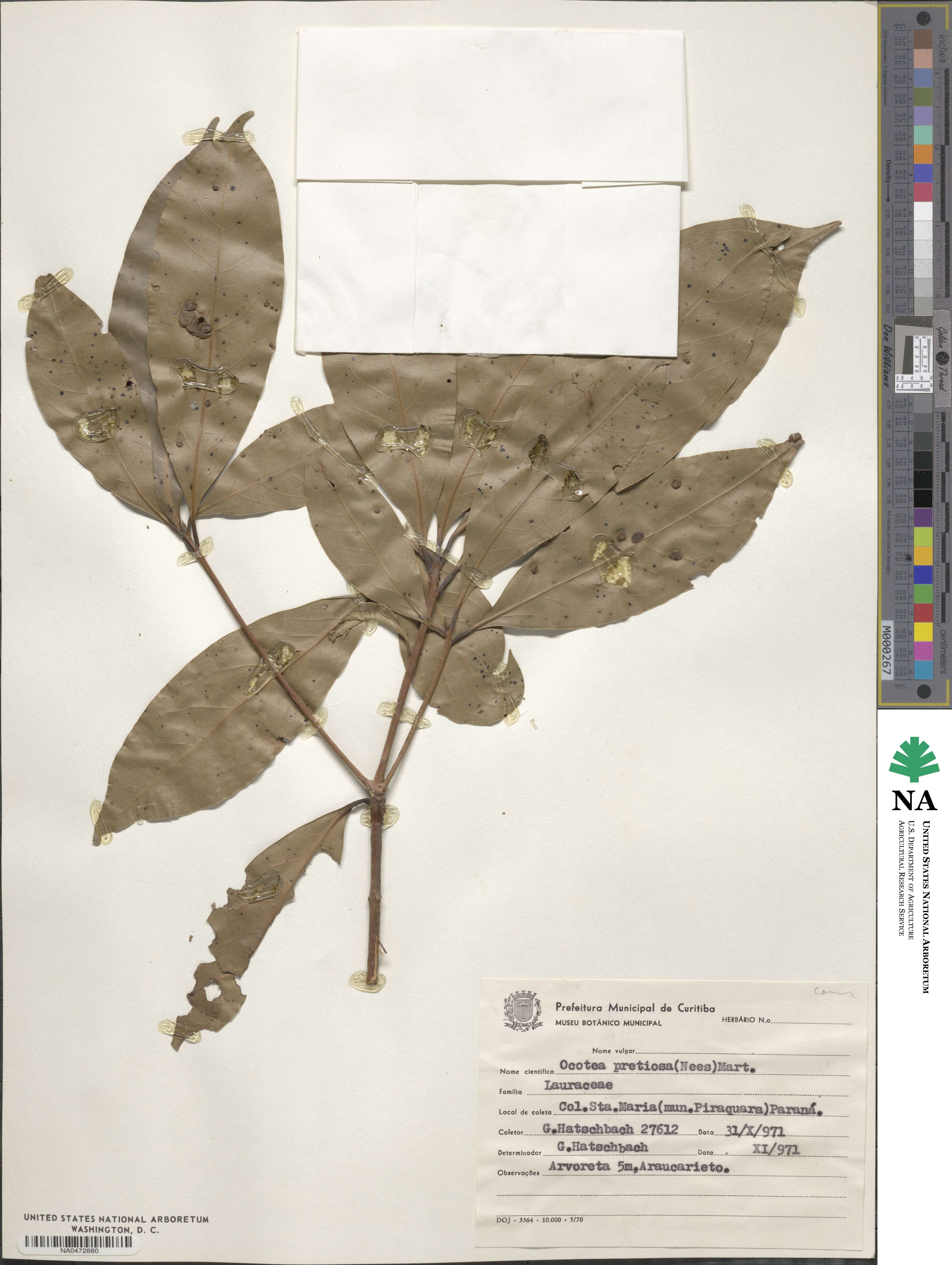 Mespilodaphne quixos image