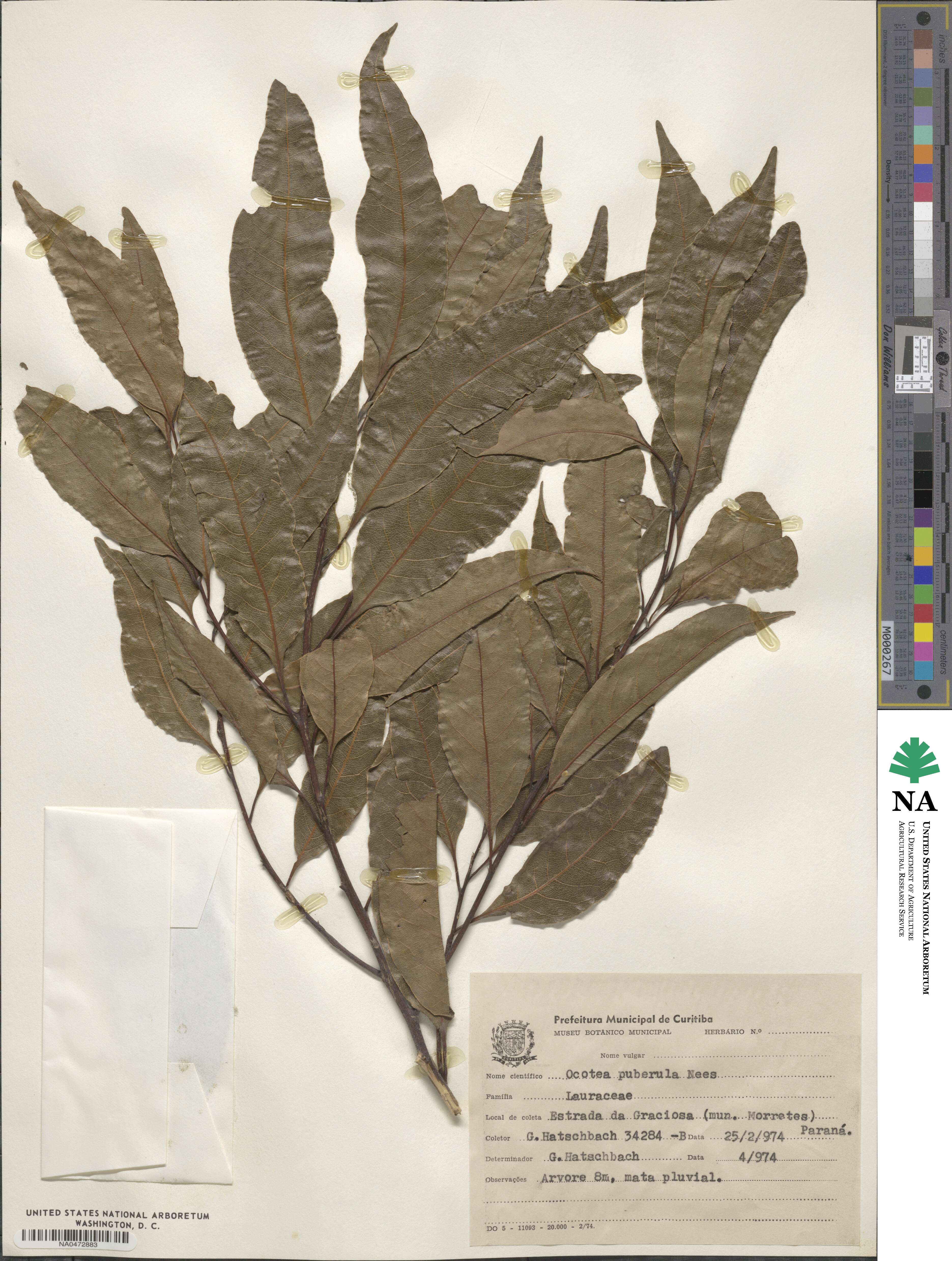 Ocotea puberula image