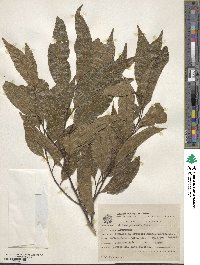 Ocotea puberula image