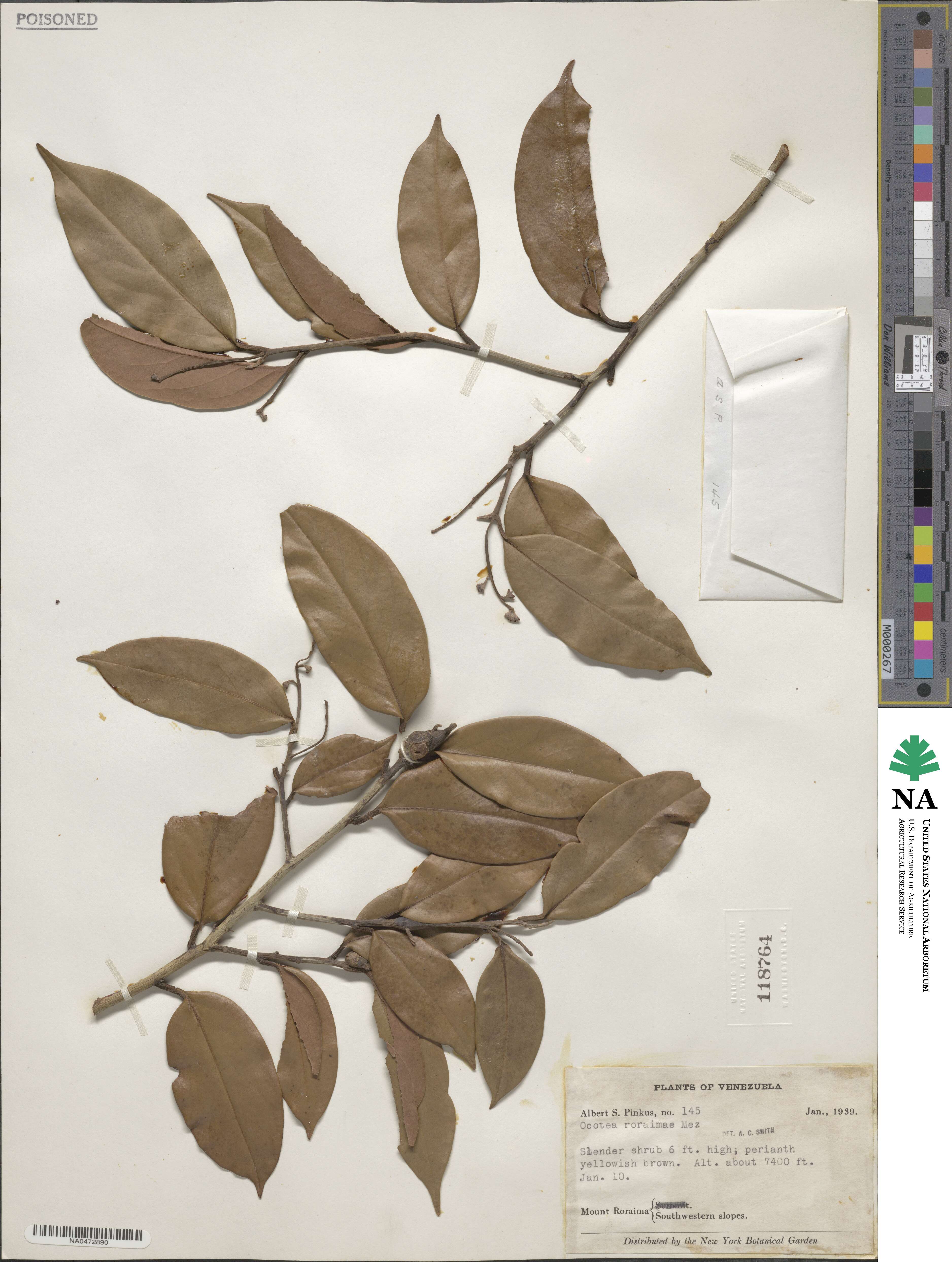 Ocotea aciphylla image