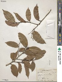 Ocotea aciphylla image