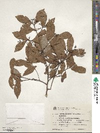 Ocotea lancifolia image