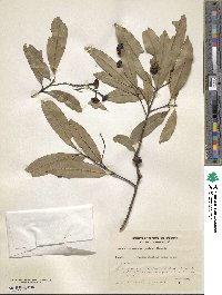 Image of Ocotea diospyrifolia