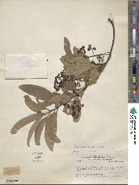 Ocotea diospyrifolia image