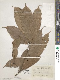 Ocotea leptobotra image