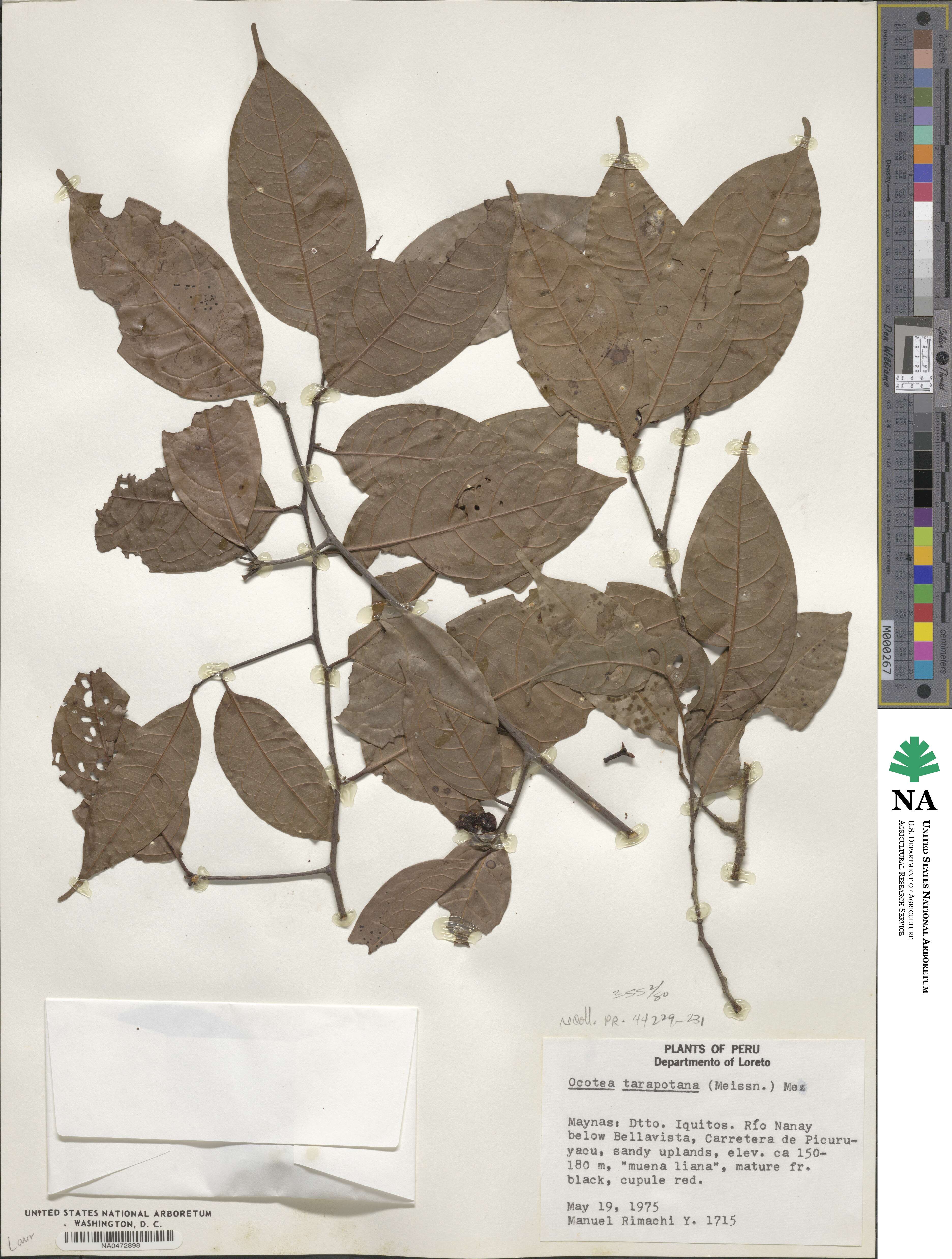 Ocotea tarapotana image