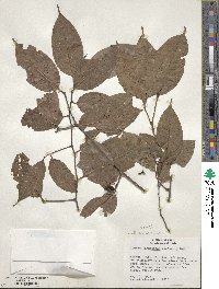 Ocotea tarapotana image