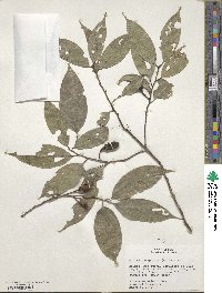 Ocotea tarapotana image