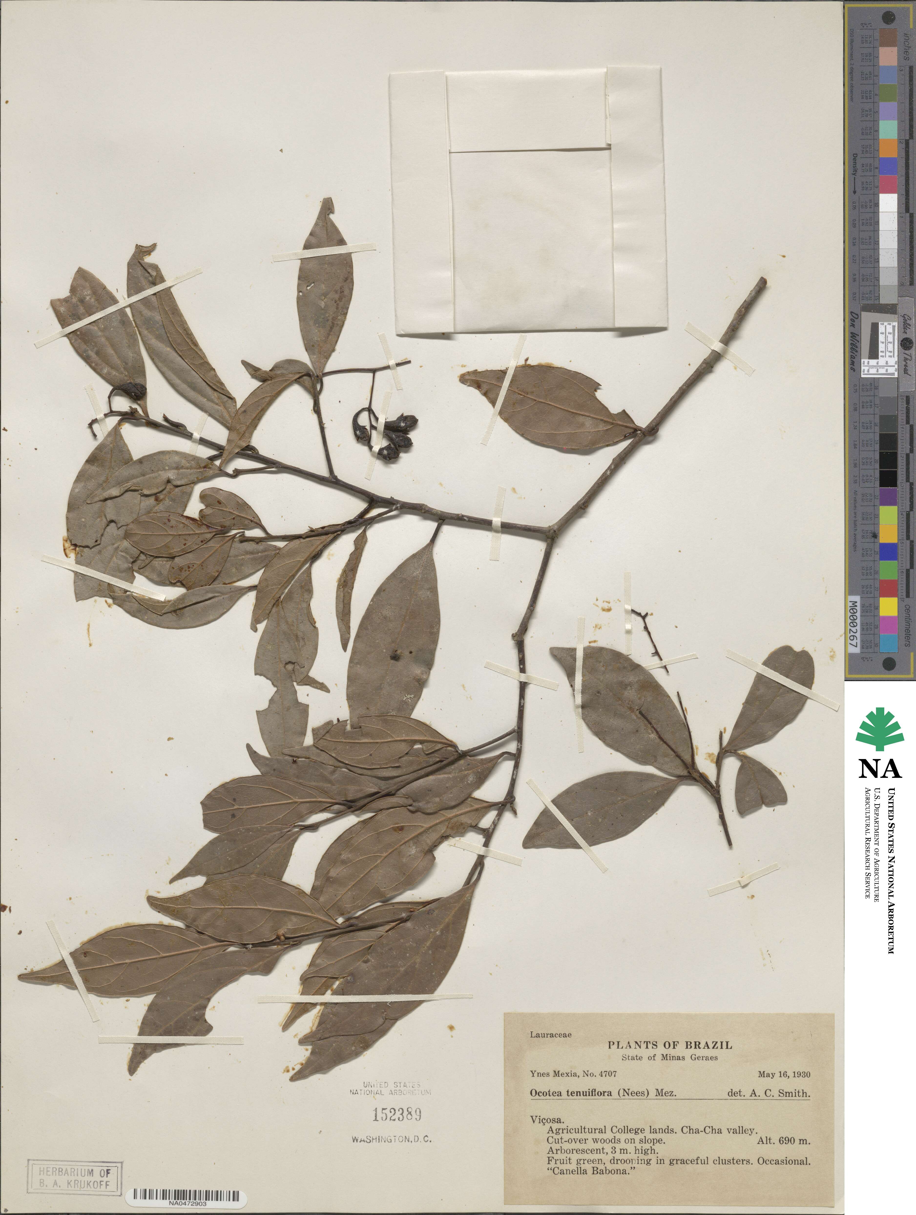 Ocotea tenuiflora image