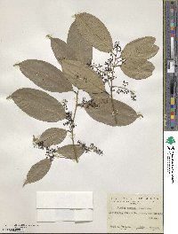 Ocotea leptobotra image