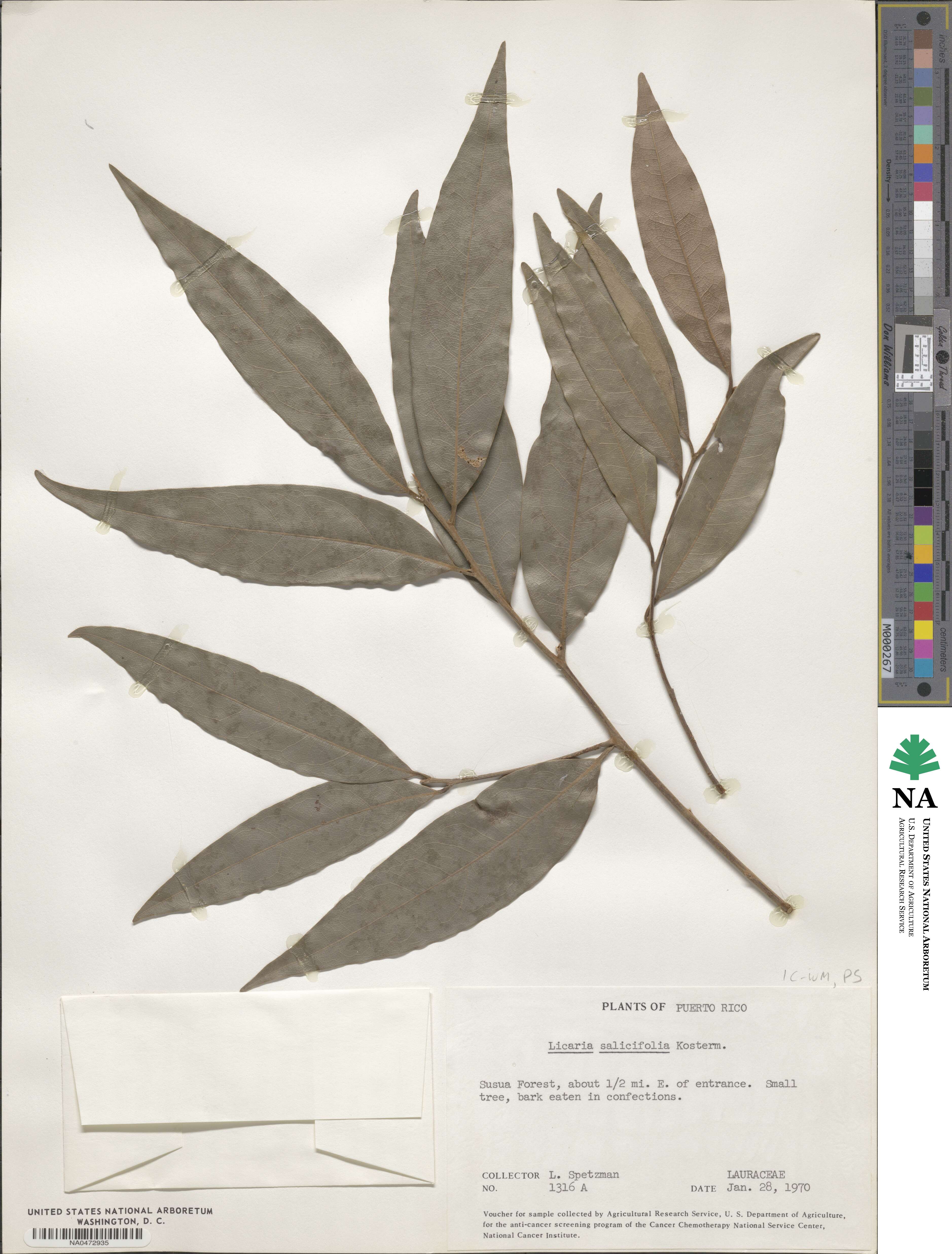 Licaria parvifolia image