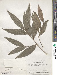 Licaria parvifolia image