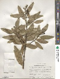 Umbellularia californica image