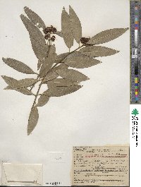 Umbellularia californica image