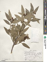 Umbellularia californica image