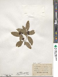 Umbellularia californica image