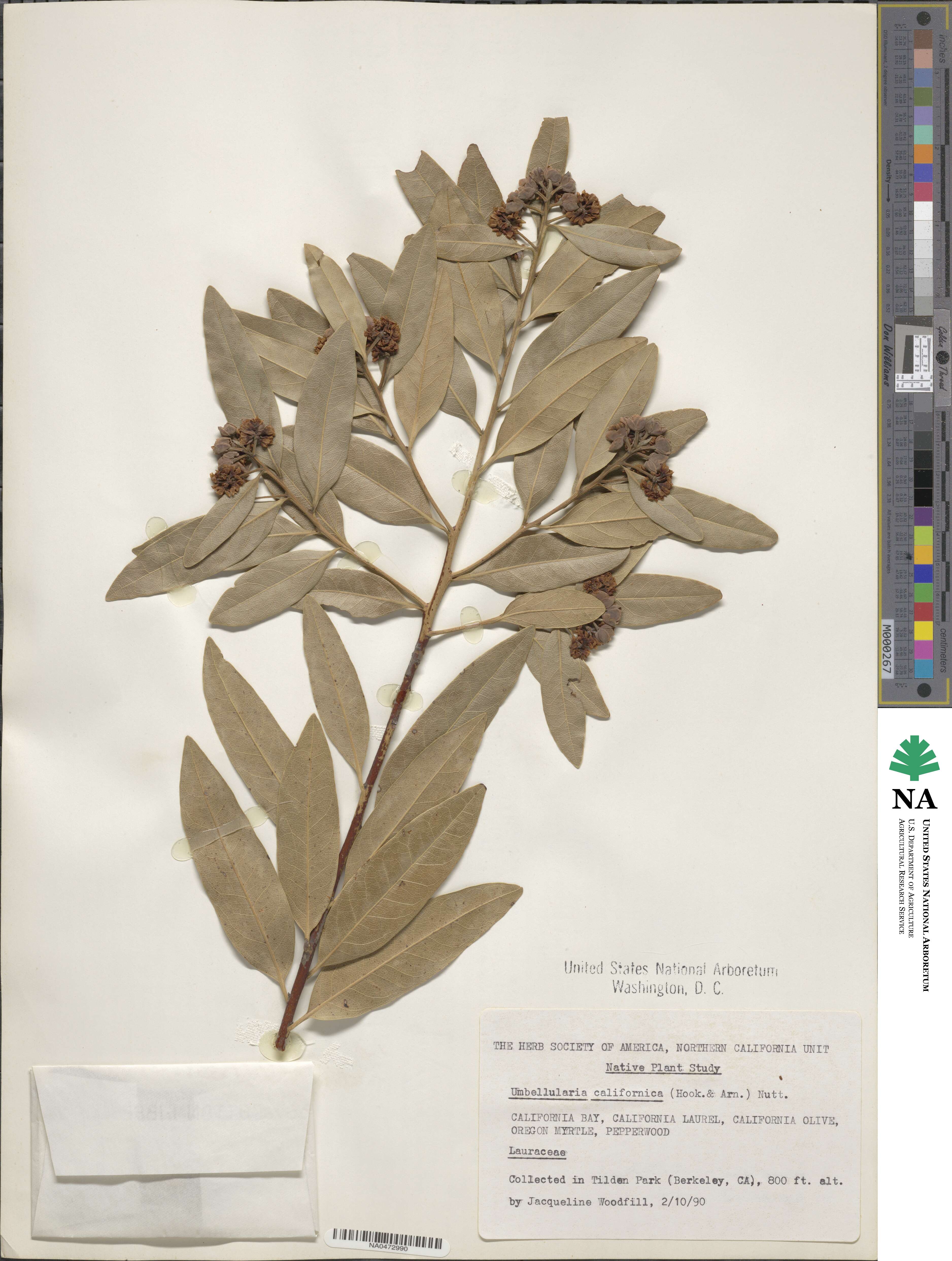 Umbellularia image