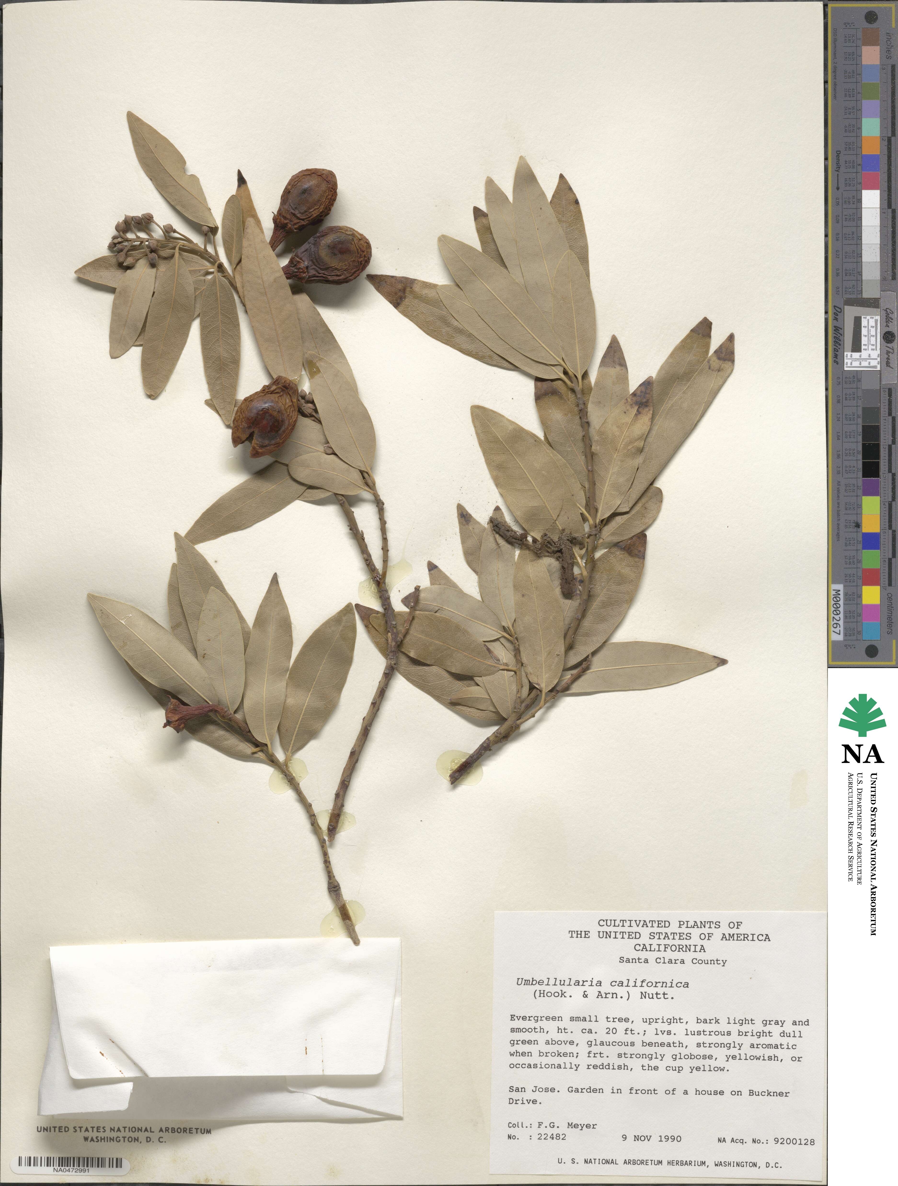 Umbellularia californica image