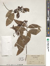 Nectandra coriacea image