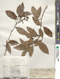 Nectandra coriacea image