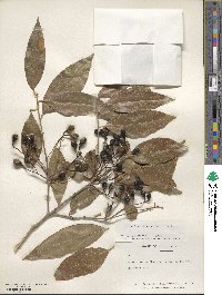 Nectandra coriacea image