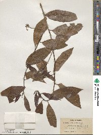 Nectandra coriacea image