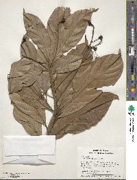 Nectandra cissiflora image