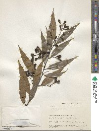 Nectandra cuspidata image