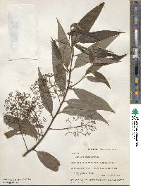 Nectandra cuspidata image