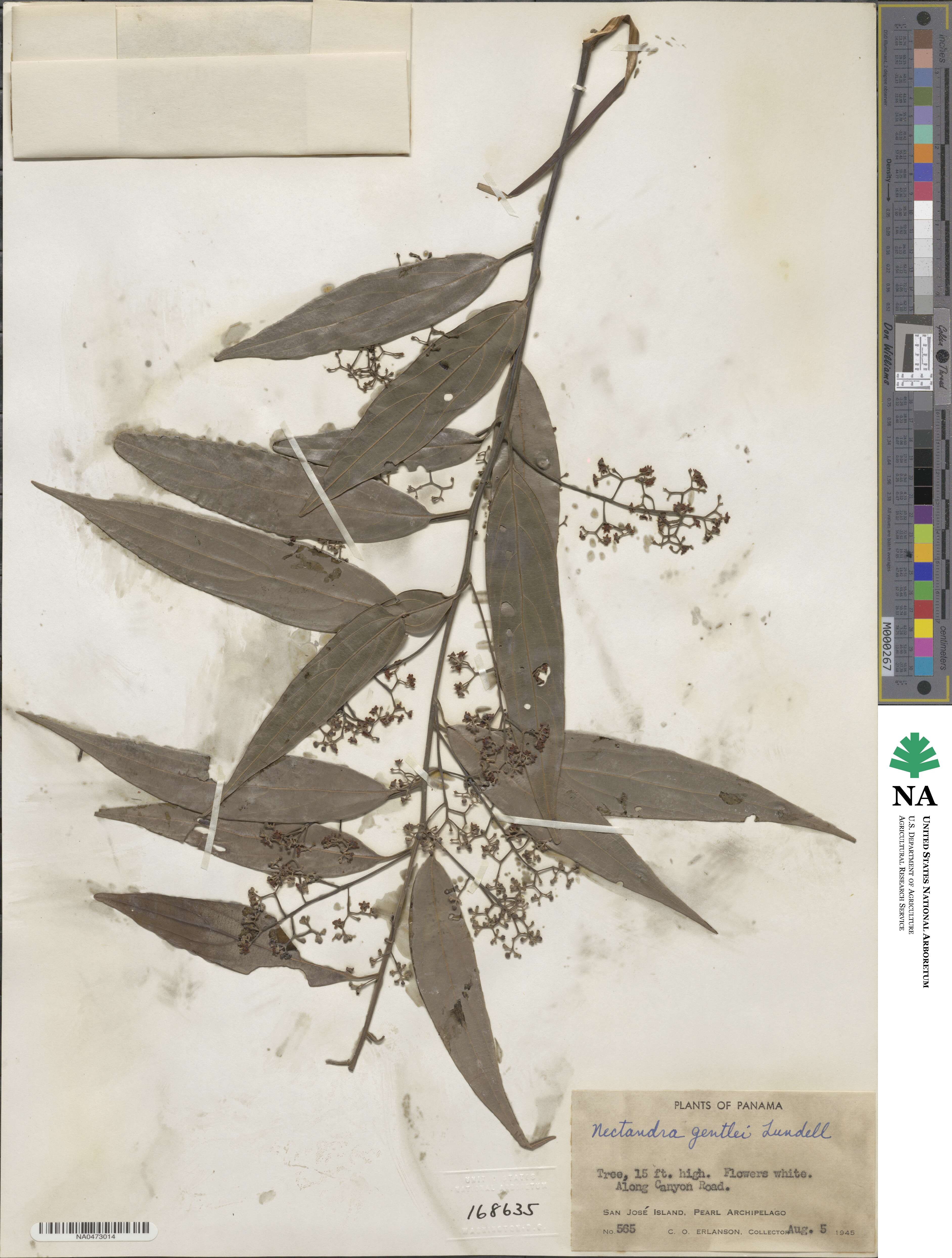Nectandra cuspidata image